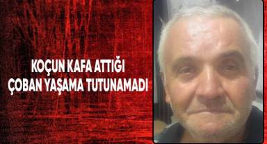 Koçun kafa attığı çoban yaşama tutunamadı