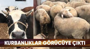 Kurbanlıklar görücüye çıktı