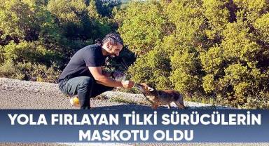Kurnaz tilkiyi gören sürücüler, onu elleriyle besledi