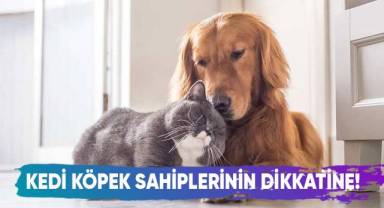 Sahipli kedi ve köpeklerin yıl sonuna kadar kimliklenmesi gerekiyor