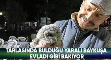 Tarlasında bulduğu yaralı baykuşa evladı gibi bakıyor