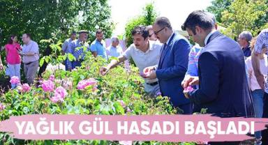 Yağlık gül üretiminin önemli merkezlerinden Çardak’ta hasat heyecanı başladı