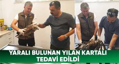 Yaralı bulunan yılan kartalı tedavi edildi
