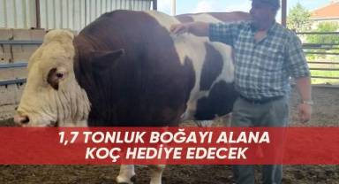 1,7 tonluk boğayı alana koç hediye edecek