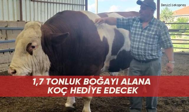 1,7 tonluk boğayı alana koç hediye edecek