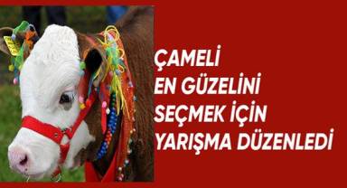 Çameli'de