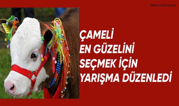 Çameli'de