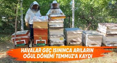 Havalar geç ısınınca arıların oğul dönemi Temmuz'a kaydı