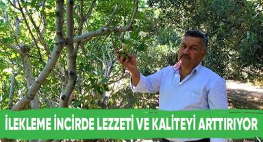 İncir üreticilerinin ilekleme telaşı devam ediyor