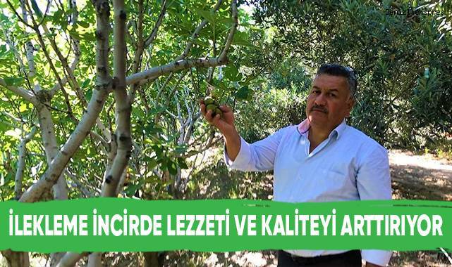 İncir üreticilerinin ilekleme telaşı devam ediyor