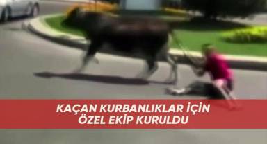 Kaçan kurbanlıklar için özel ekip kuruldu