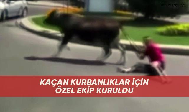 Kaçan kurbanlıklar için özel ekip kuruldu