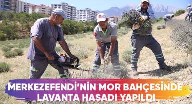Merkezefendi’nin Mor Bahçesinde Lavanta Hasadı Yapıldı