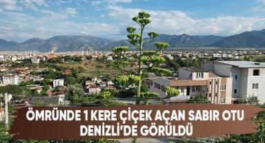 Ömründe bir kere çiçek açan sabır otu Denizli’de ortaya çıktı