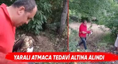 Yaralı atmaca tedavi altına alındı