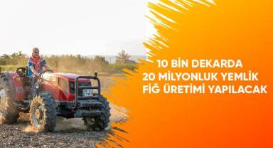 10 bin dekarda 20 milyonluk yemlik fiğ üretimi yapılacak