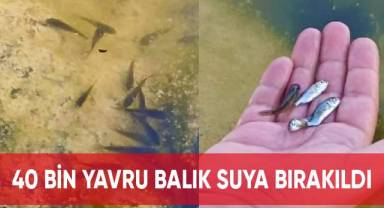 40 bin yavru balık suya bırakıldı
