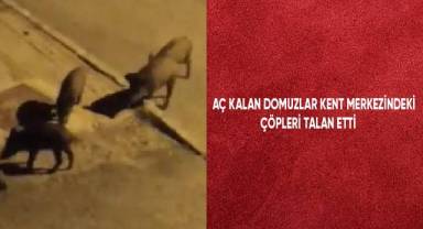 Aç kalan domuzlar kent merkezindeki çöpleri talan etti