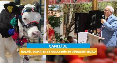 Çameli'de buzağı, domates ve fasulyenin en güzelleri seçildi