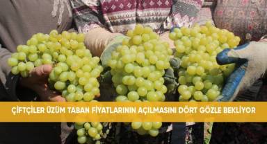 Çiftçiler üzüm taban fiyatının açıklanmasını dört gözle bekliyor