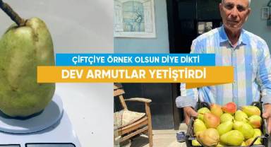 Çiftçiye örnek olsun diye dikti, dev armutlar yetiştirdi