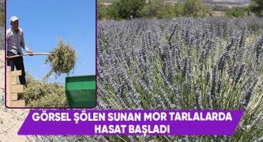 Görsel şölen sunan mor tarlalarda hasat başladı