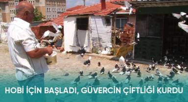 Hobi için başladı, güvercin çiftliği kurdu