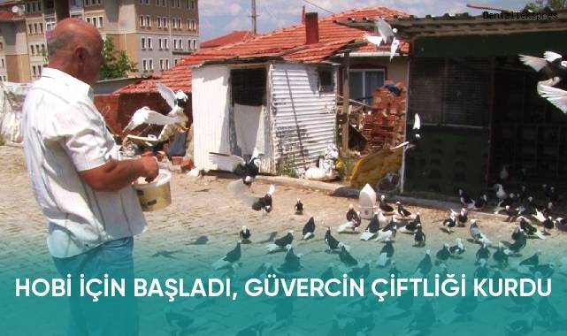 Hobi için başladı, güvercin çiftliği kurdu