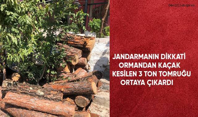 Jandarmanın dikkati ormandan kaçak kesilen 3 ton tomruğu ortaya çıkardı