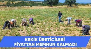 Kekik üreticileri oluşan fiyattan memnun kalmadı