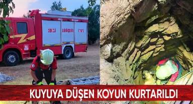 Kuyuya düşen koyun kurtarıldı
