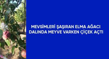 Mevsimleri şaşıran elma ağacı dalında meyve varken çiçek açtı