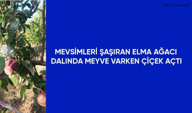 Mevsimleri şaşıran elma ağacı dalında meyve varken çiçek açtı