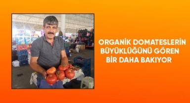 Organik domateslerin büyüklüğünü gören bir daha bakıyor