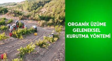 Organik üzüme geleneksel kurutma yöntemi