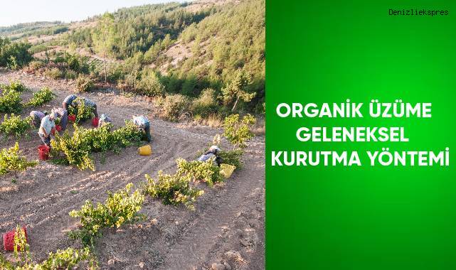 Organik üzüme geleneksel kurutma yöntemi