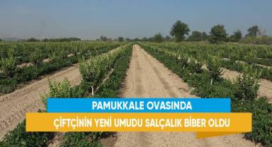 Pamukkale Ovasında çiftçinin yeni umudu salçalık biber oldu