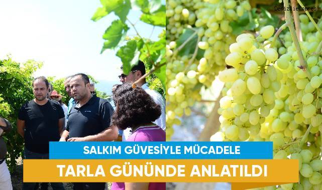 Salkım güvesiyle mücadele tarla gününde anlatıldı