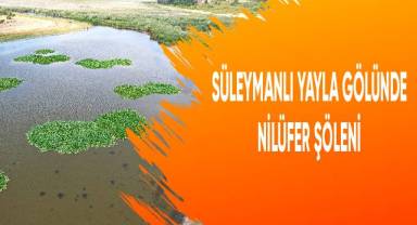 Süleymanlı Yayla Gölü'nde nilüfer şöleni