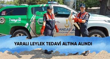 Yaralı leylek tedavi altına alındı
