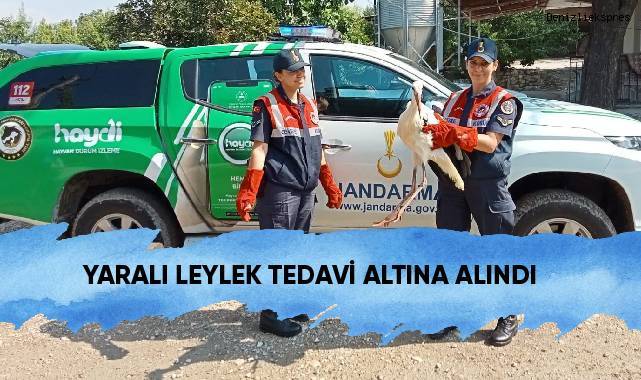 Yaralı leylek tedavi altına alındı