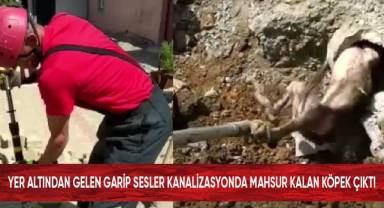 Yer altından gelen garip sesler kanalizasyonda mahsur kalan köpek çıktı