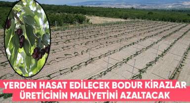 Yerden hasat edilecek bodur kirazlar üreticinin maliyetini azaltacak