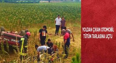 Yoldan çıkan otomobil tütün tarlasına uçtu