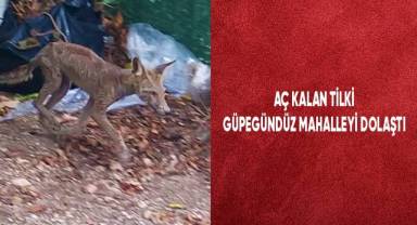 Aç kalan tilki güpegündüz mahalleyi dolaştı