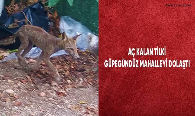 Aç kalan tilki güpegündüz mahalleyi dolaştı