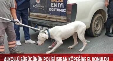 Alkollü sürücünün polisi ısıran köpeğine el konuldu