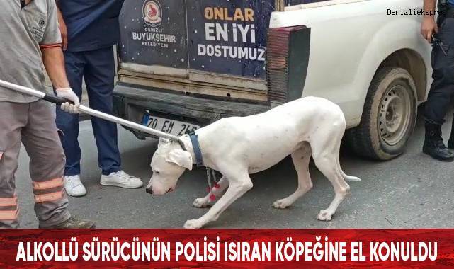 Alkollü sürücünün polisi ısıran köpeğine el konuldu