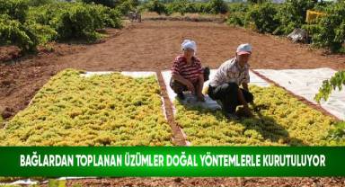 Bağlardan toplanan üzümler doğal yöntemlerle kurutuluyor