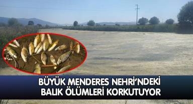 Büyük Menderes Nehri'ndeki balık ölümleri korkutuyor